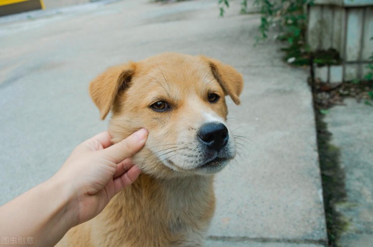 为何中华田园犬弃养率越来越高真相有这几个