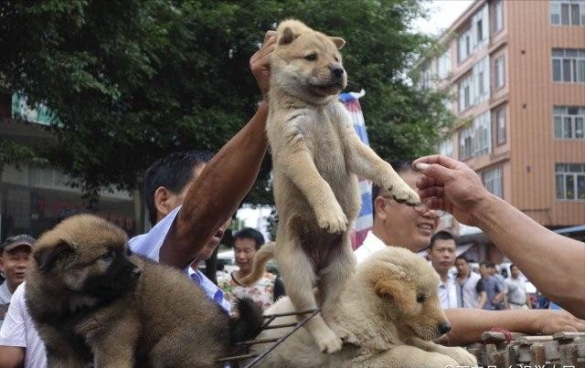 为何中华田园犬弃养率越来越高真相有这几个