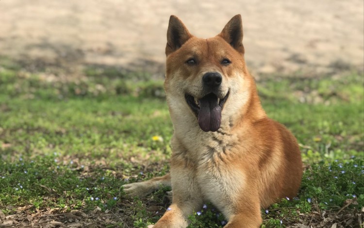 为何中华田园犬弃养率越来越高真相有这几个