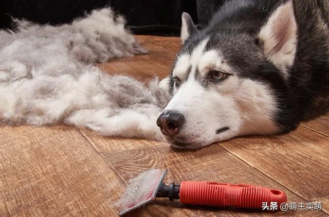 除了无毛犬外还有哪些天生掉毛极少的宠物狗品种存在告别掉毛季