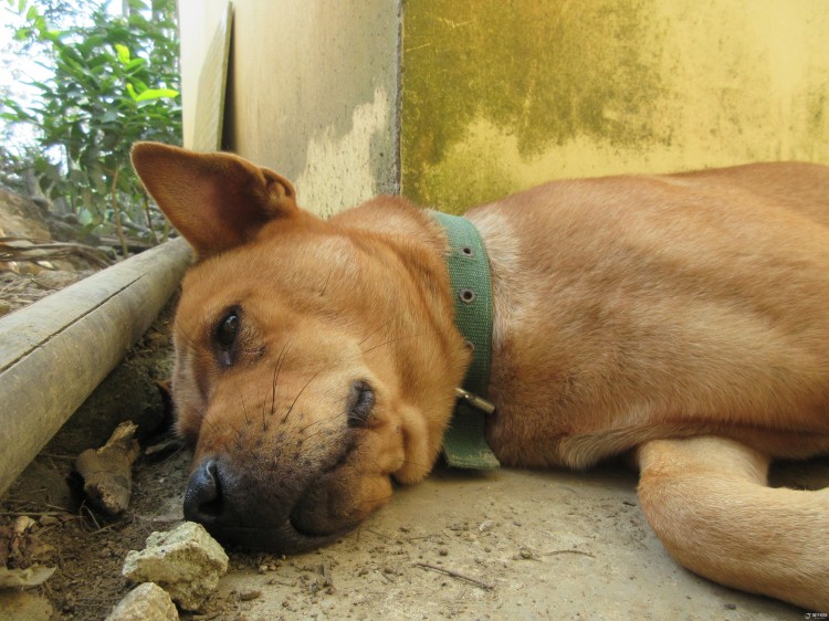 城市禁养犬种名单发布藏獒比特高居前列网友：拉布拉多也禁