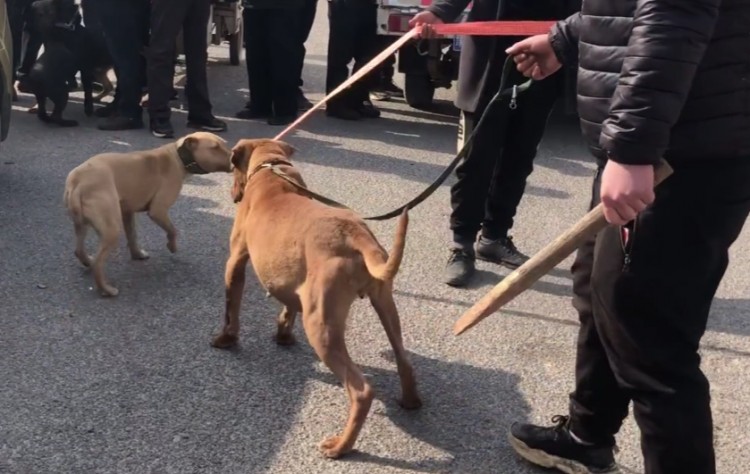 河南：比特犬因不愿和小狗咬架，主人就决定要将它送狗肉馆