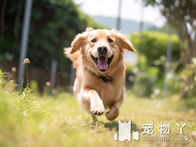 德国牧羊犬“纯不纯”，关键还是看这6个地方，你可能买到串串了